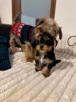 York, Yorkshire, šteniatka Yorkshire teriéra ,Jorkšír🐾