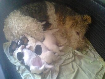 hrubosrsty foxterier