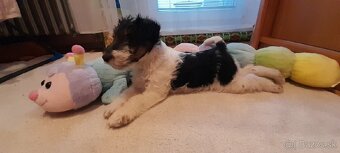 hrubosrsty foxterier