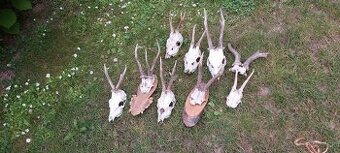 Parohy srnčie a jelenie