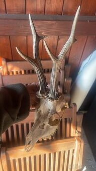 Trofej ,srnec ,parohy ,parozie ,zhody