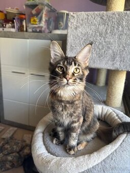 Mainská mývalia mačka s pp / maine coon s pp