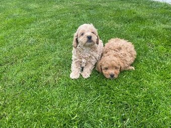 Predam maltipoo