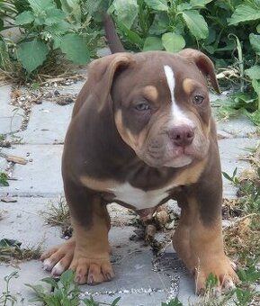 American bully pocket
