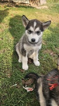 Sibírsky husky