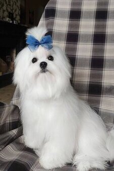 maltézsky chlapec FCI