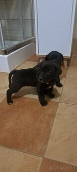 Weimar, weimarsky stavač... - 1