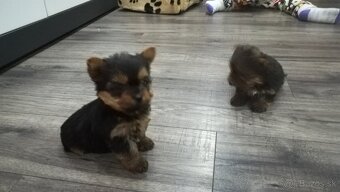 Yorkshire teriér, York, Čoko York