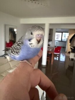 Andulky Maznačikovia krotke - 1