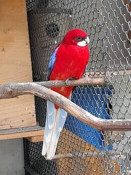 Vymenim aledo predám