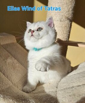 Britská krátkosrstá