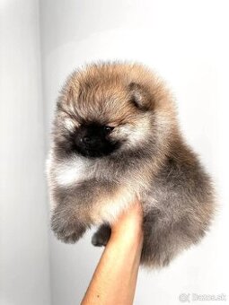 Pomeranian mini
