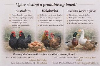 1 dnove holokrcky , rulandské kacicky