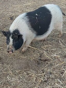 Vietnamské prasatá, prasiatka