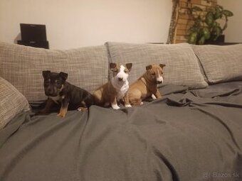 Na predaj minibullterier, miniatúrny bullterier, bullterier