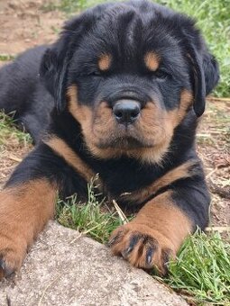 rotvailer,rottwailer,rottweiler,rotvajler