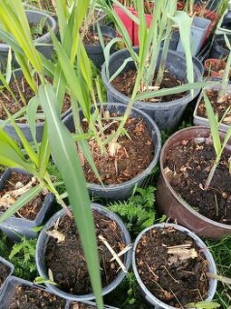 Arundo