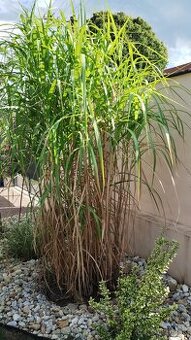 Arundo,ozdobnica gigant
