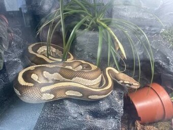 Python regius -blue eyes, yellow belly & leopard