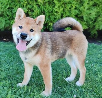 Shiba inu psýk s PP