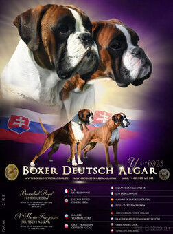 Nemecký boxer s PP