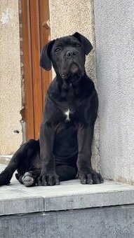 Cane corso