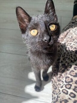 Darujem mačiatko🐈‍⬛