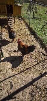 Kohút Marans čierny medenokrký