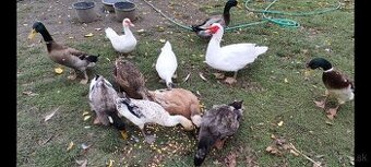 Kačice, bežec, ruánska, chocholatá