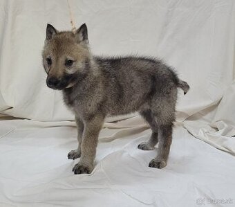 Československý vlčiak šteniatka - bez PP po rodičoch s PP