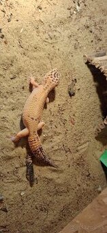 Malé a stredné papagaje