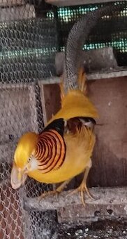 Predám bažantov zlatožltých r.25: