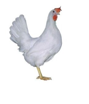 Kúpim Leghorn mladky