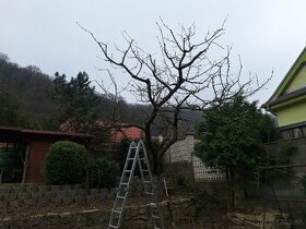Strihanie ovocných stromov, údržba okrasných drevín