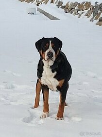 Veľký švajčiarsky salašnícky pes