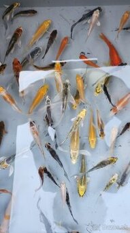 Predám Japonské butterfly koi kapre