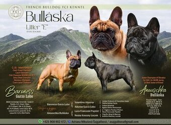 Francúzsky buldoček - šteniatka s PP