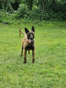 Belgický ovčiak malinois - 10 mesačná sučka bez PP