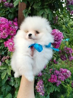 Pomeranian