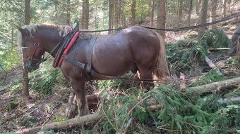 Predám ťažného žrebca