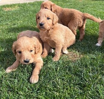 Goldendoodle