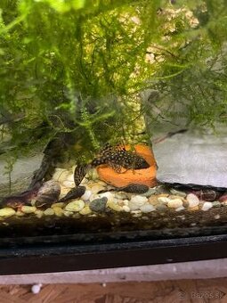 Prisavniky , gupky , rastliny