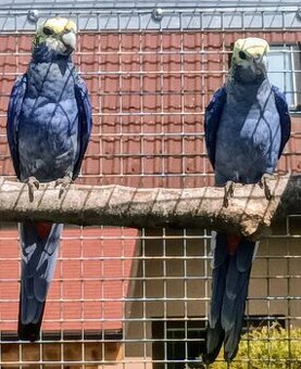 Rozela žltohlava severná