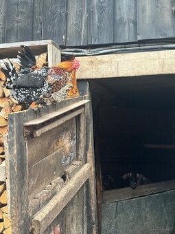 Predám sliepku s kohútom