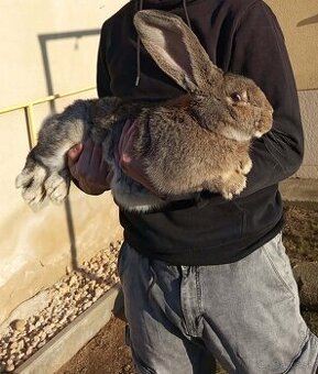 Belgický obor , Belga óriás nyúl
