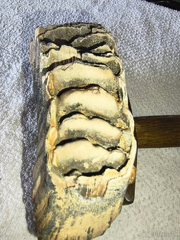 Prastarý Mamuti Zub zberaťeľsky kus