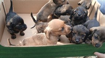 Jazvečik Predam šteniatka