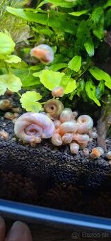 Planorbarius sp.-Kotuľka