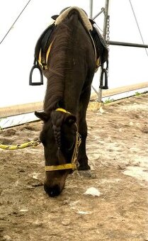 Pony kobylka k detom