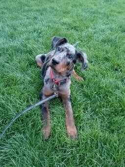 Beauceron/boseron s PP